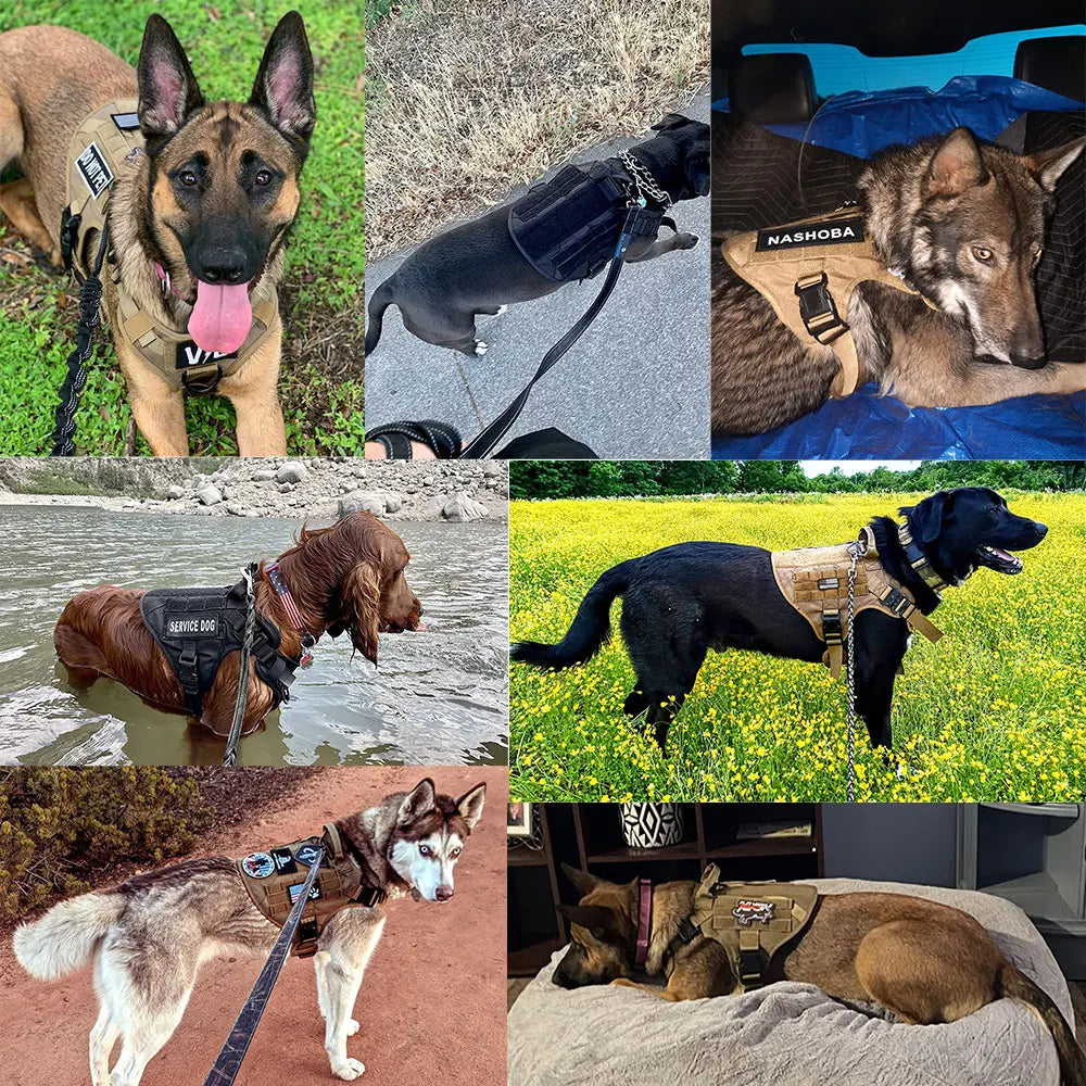 Petravelcn Dog Harness and Leash Set for Training and Walking